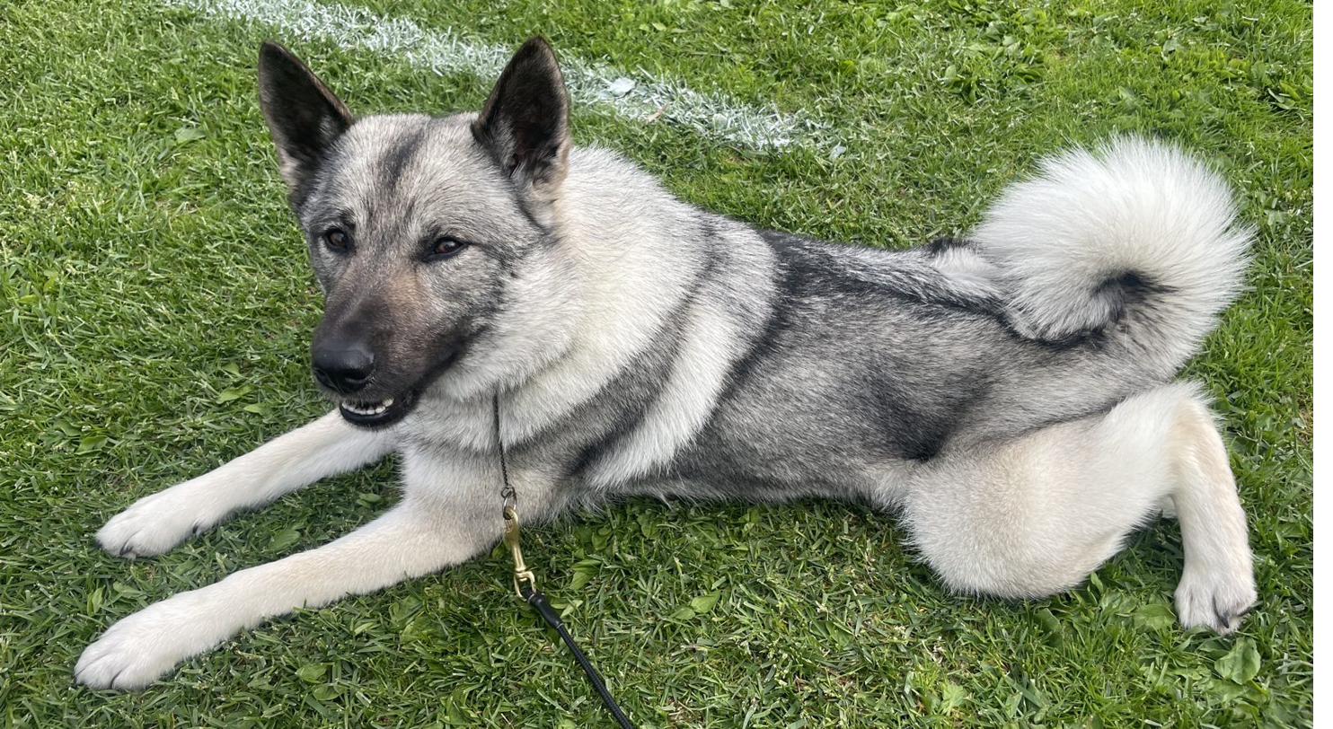 Elsa (Klippets Tirhild) at a show event