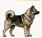 Norwegian Elk Hound icon